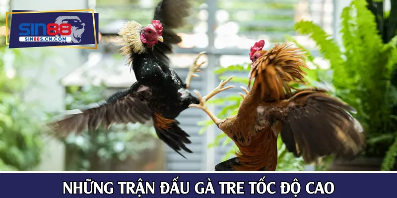 Những trận đấu gà tre tốc độ cao